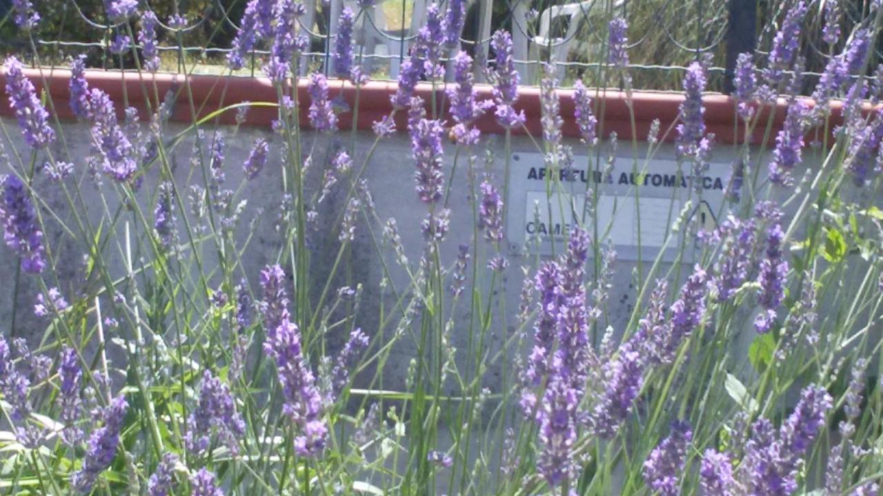 Amor Di Lavanda Cingoli Ruang foto